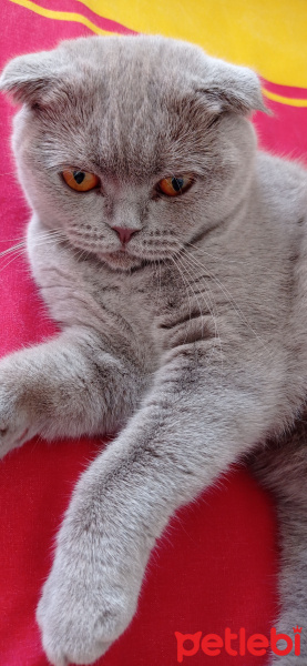 Scottish Fold, Kedi  Pati fotoğrafı
