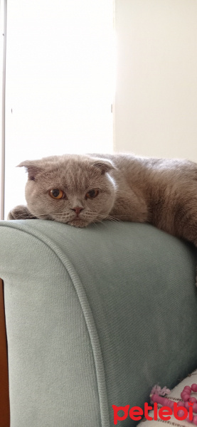 Scottish Fold, Kedi  Pati fotoğrafı