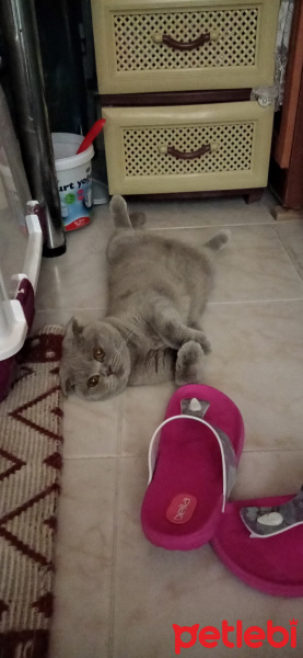 Scottish Fold, Kedi  Pati fotoğrafı