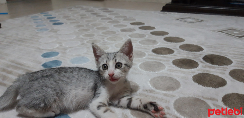 Tekir Kedi, Kedi  bambam fotoğrafı