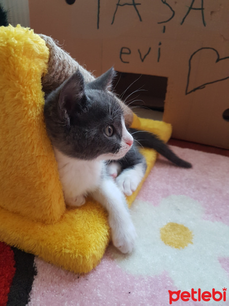 Tuxedo (Smokin) Kedi, Kedi  Paşa fotoğrafı