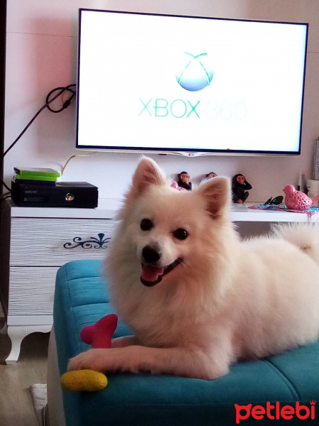 Pomeranyalı, Köpek  Zeus fotoğrafı