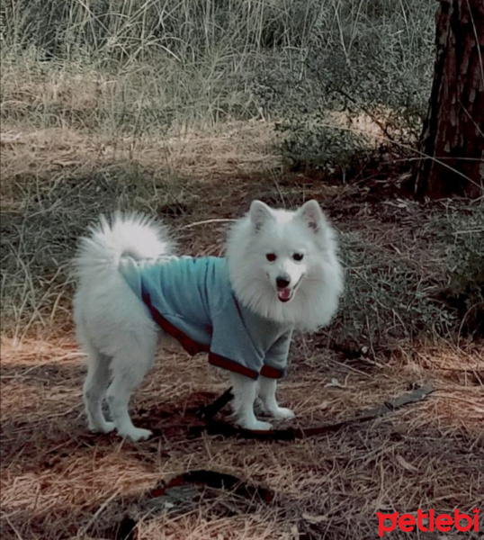 Pomeranyalı, Köpek  Zeus fotoğrafı
