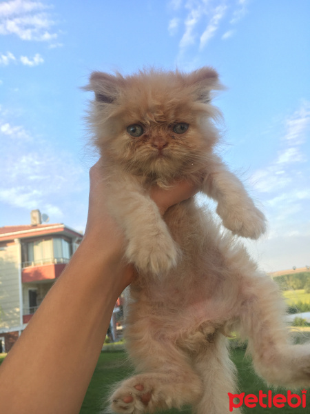İran Kedisi (Persian), Kedi  Şeftali fotoğrafı