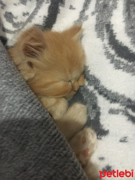 İran Kedisi (Persian), Kedi  Şeftali fotoğrafı