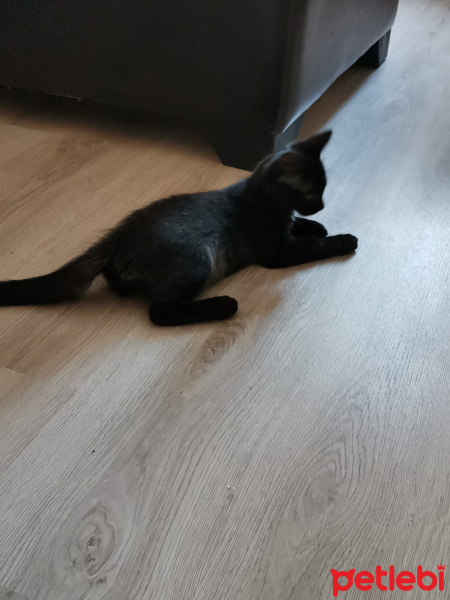 Tekir Kedi, Kedi  Münir fotoğrafı