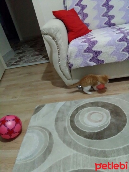 Tekir Kedi, Kedi  Güne§ fotoğrafı