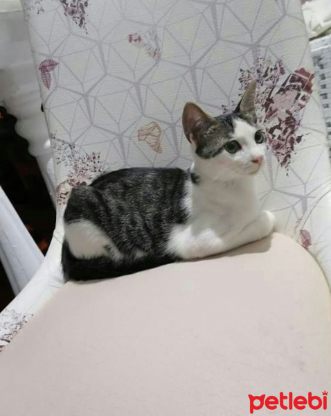 Tekir Kedi, Kedi  Boncuk fotoğrafı