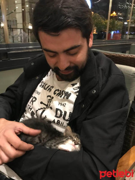 Tekir Kedi, Kedi  Hera fotoğrafı