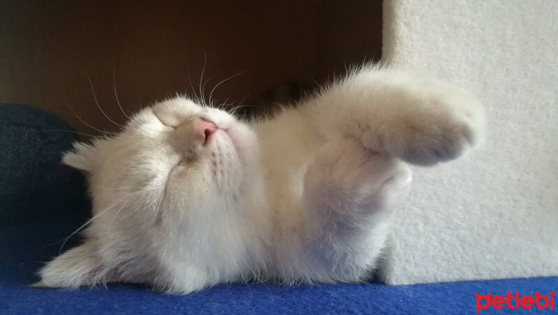 Scottish Fold, Kedi  Boncuk fotoğrafı