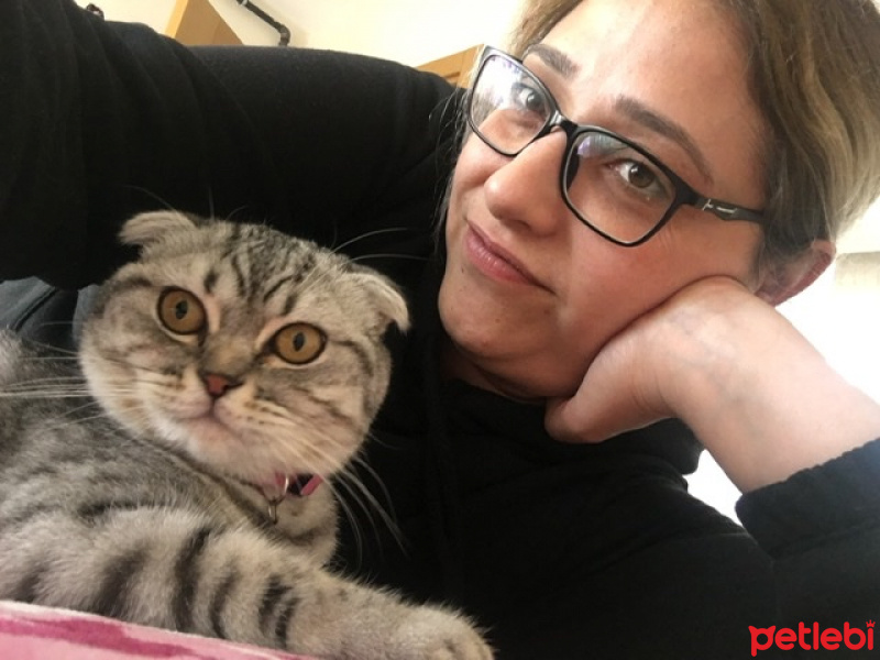 Scottish Fold, Kedi  Mia fotoğrafı