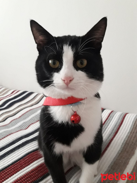 Tuxedo (Smokin) Kedi, Kedi  Toprak fotoğrafı
