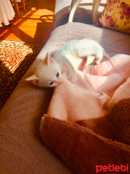 Van Kedisi, Kedi  Köpük fotoğrafı