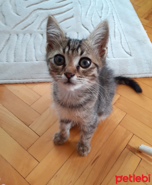 Tekir Kedi, Kedi  Puding fotoğrafı