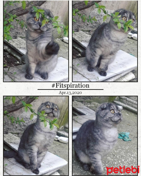 Scottish Fold, Kedi  Barfi fotoğrafı