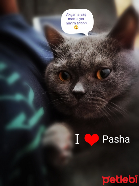 British Shorthair, Kedi  pasha fotoğrafı