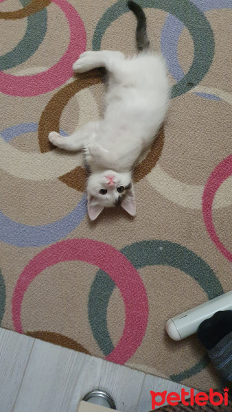 Tekir Kedi, Kedi  ponçik fotoğrafı
