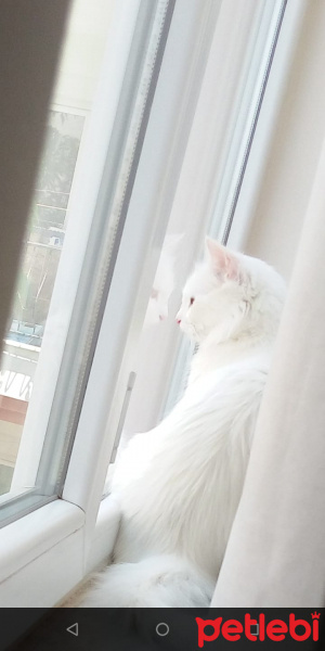 Ankara Kedisi, Kedi  Pamuk fotoğrafı