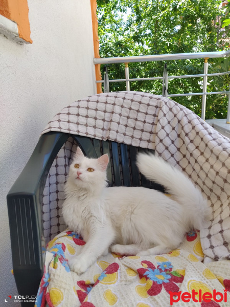 Ankara Kedisi, Kedi  Pamuk fotoğrafı