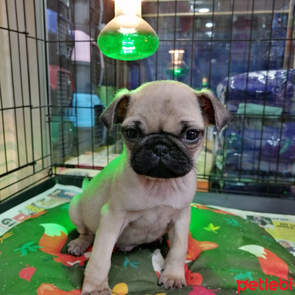 Pug, Köpek  pug fotoğrafı