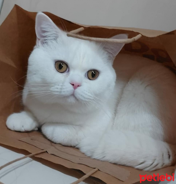 British Shorthair, Kedi  Bulut fotoğrafı