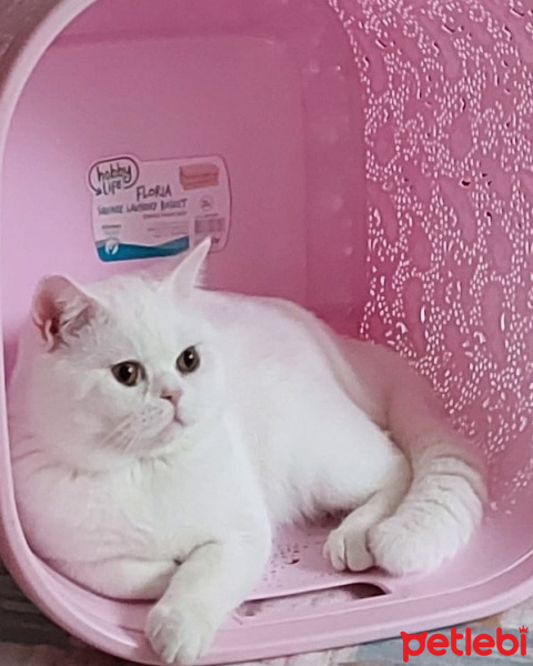 British Shorthair, Kedi  Bulut fotoğrafı