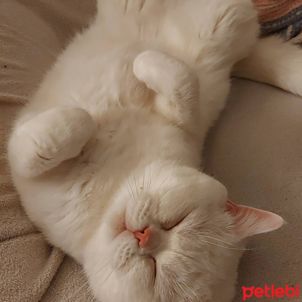 British Shorthair, Kedi  Bulut fotoğrafı