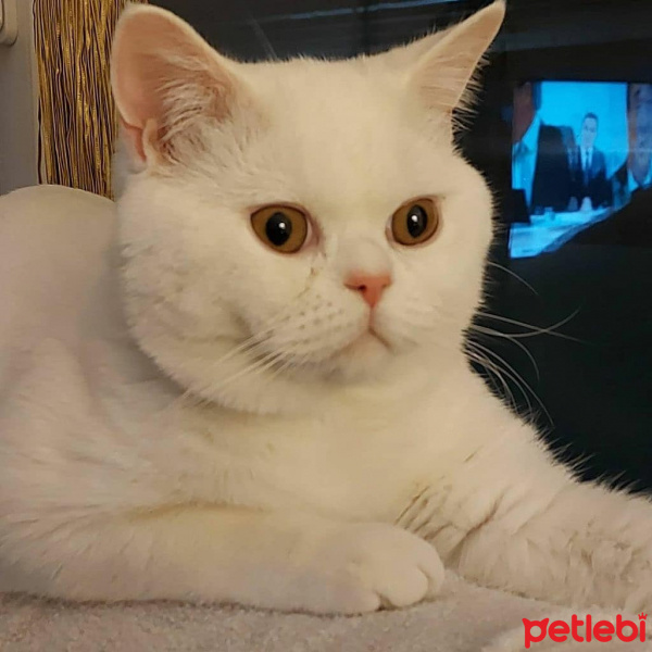 British Shorthair, Kedi  Bulut fotoğrafı