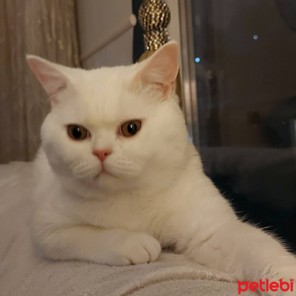 British Shorthair, Kedi  Bulut fotoğrafı