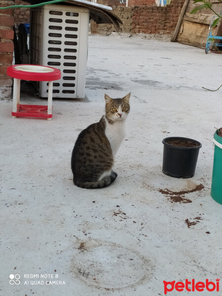 Tekir Kedi, Kedi  Pamuk fotoğrafı