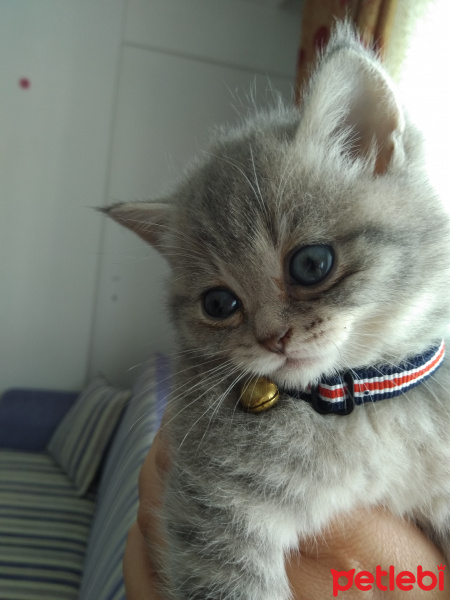 British Shorthair, Kedi  Maviş fotoğrafı