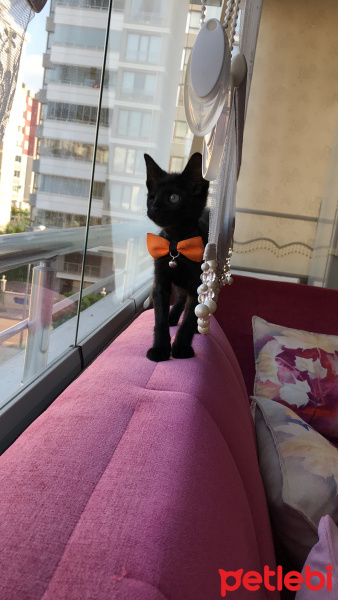 Tekir Kedi, Kedi  Karam fotoğrafı