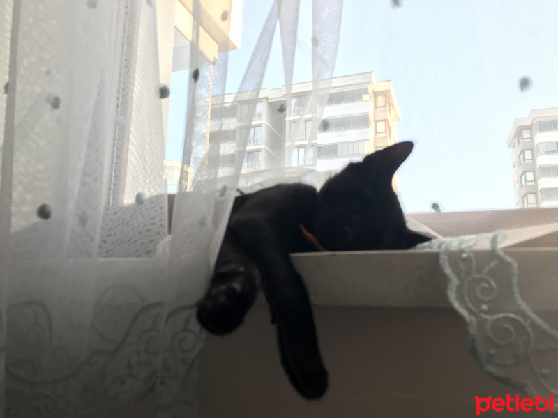 Tekir Kedi, Kedi  Karam fotoğrafı