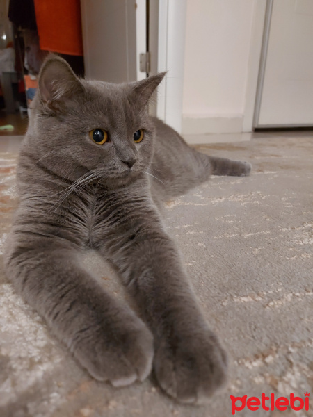 British Shorthair, Kedi  Grey fotoğrafı