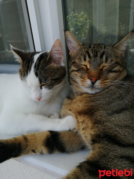 Tekir Kedi, Kedi  Aslan fotoğrafı