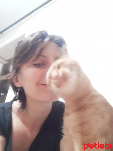 Sarman, Kedi  Gofret fotoğrafı