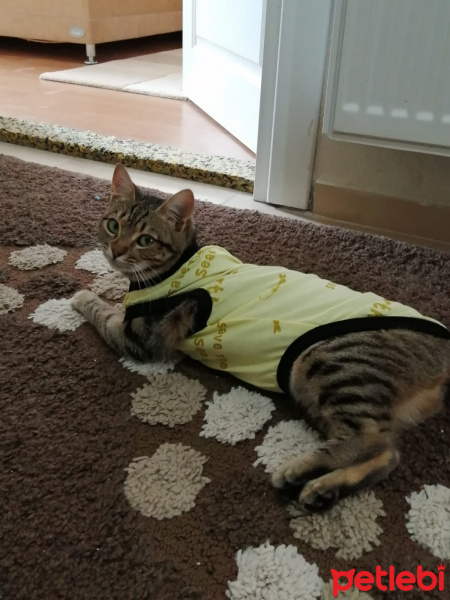 Tekir Kedi, Kedi  Pika fotoğrafı