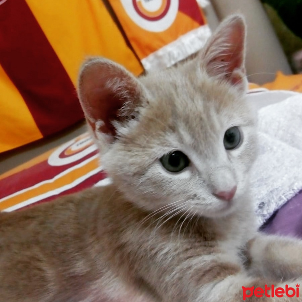 Tekir Kedi, Kedi  Mami fotoğrafı