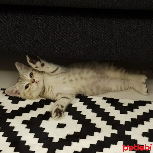 British Shorthair, Kedi  Eva fotoğrafı