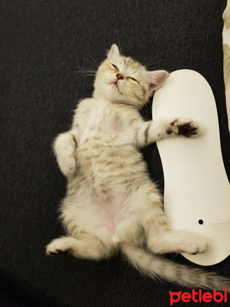 British Shorthair, Kedi  Eva fotoğrafı