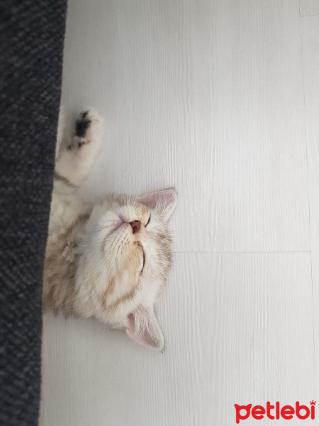 British Shorthair, Kedi  Eva fotoğrafı