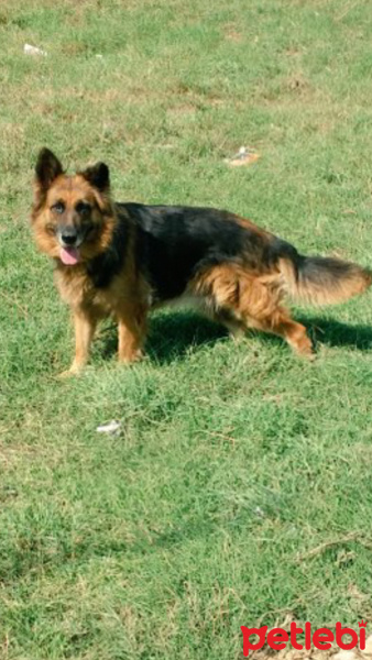 Alman Çoban Köpeği, Köpek  Puffy (Pafi) fotoğrafı