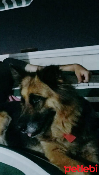 Alman Çoban Köpeği, Köpek  Puffy (Pafi) fotoğrafı