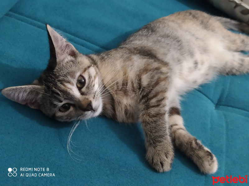 Tekir Kedi, Kedi  Toffie fotoğrafı