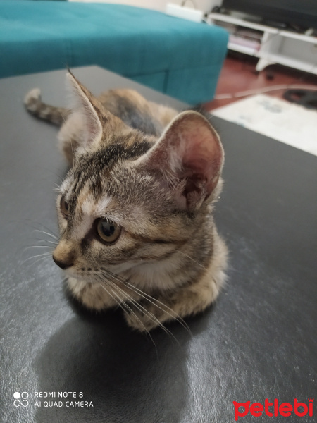 Tekir Kedi, Kedi  Toffie fotoğrafı