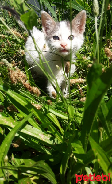 Tekir Kedi, Kedi  Mars fotoğrafı