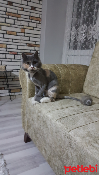 Norwegian Forest, Kedi  Lokum fotoğrafı