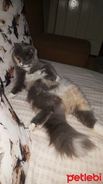 Norwegian Forest, Kedi  Lokum fotoğrafı