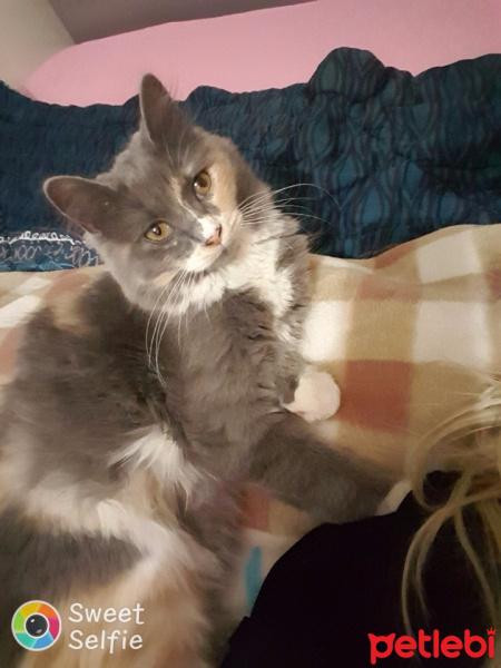 Norwegian Forest, Kedi  Lokum fotoğrafı