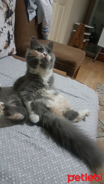 Norwegian Forest, Kedi  Lokum fotoğrafı